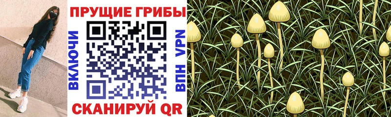 Галлюциногенные грибы мухоморы  blacksprut сайт  Усть-Катав 